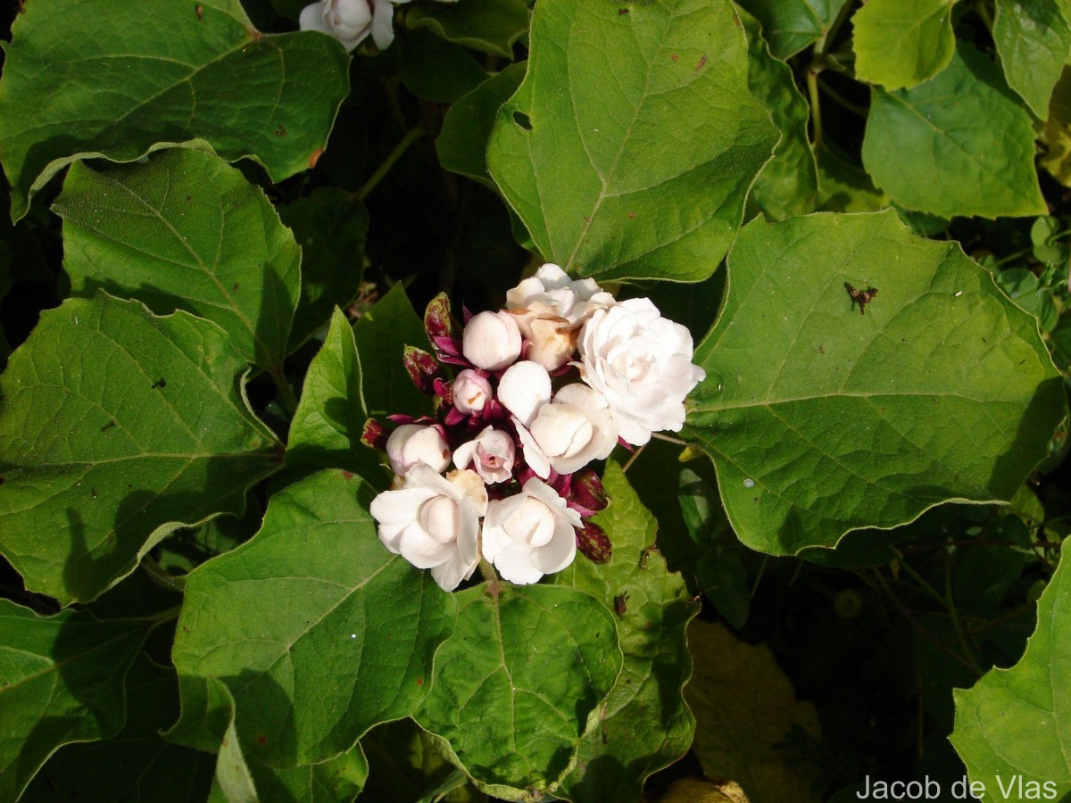 Clerodendrum chinense (Osbeck) Mabb.